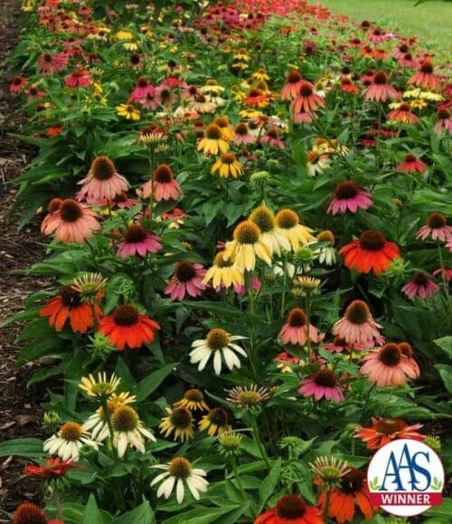  Échinacée Cheyenne Spirit F1