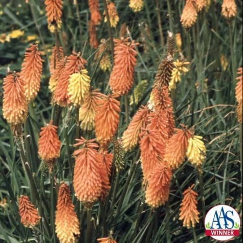  Kniphofia Flamenco Mélange