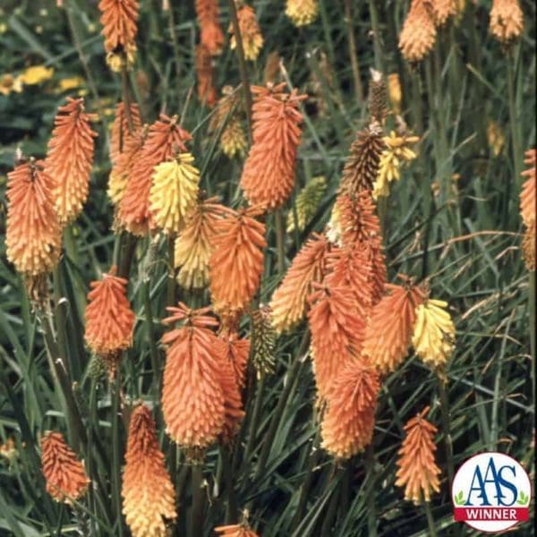 Kniphofia Flamenco Mélange