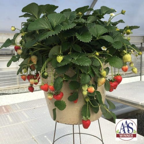  Fraise Delizz® F1