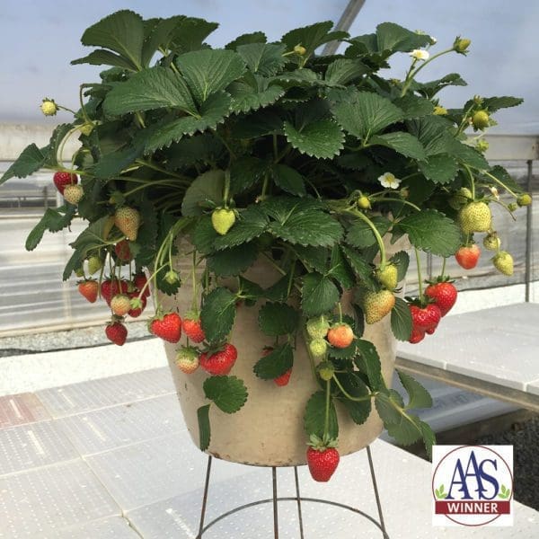 Fraise Delizz® F1