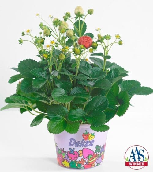 Fraise Delizz® F1