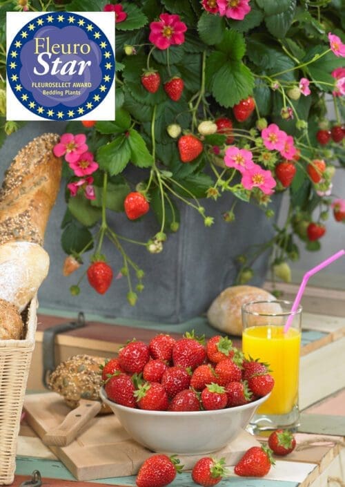  Fraise Toscana F1