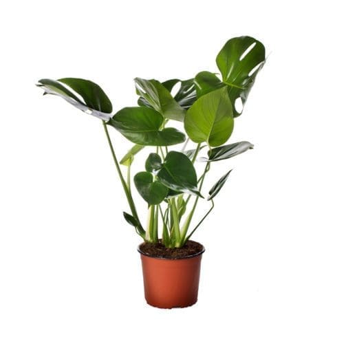  Philodendron Monstera
