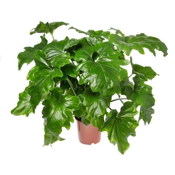 Philodendron selloum