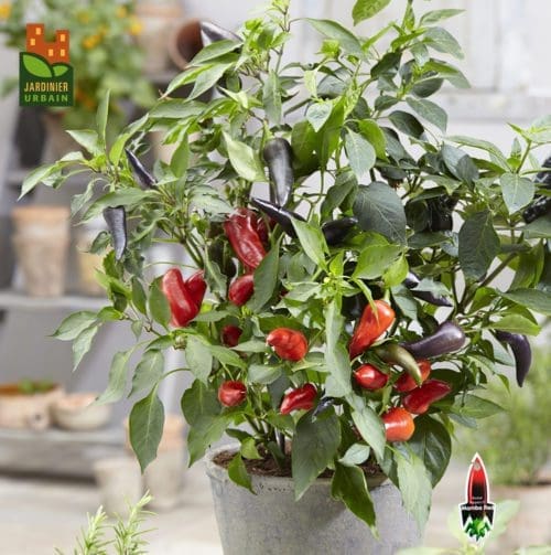  Piment Mamba Rouge F1