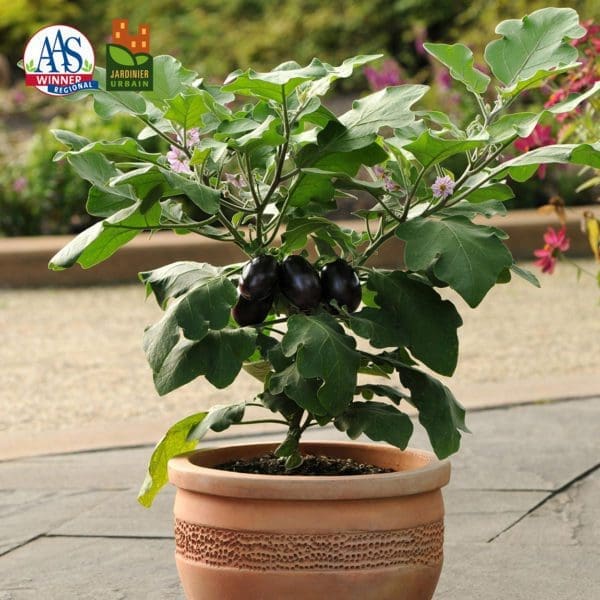 Aubergine Patio Baby F1