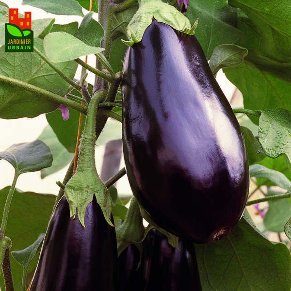 Aubergine Traviata F1