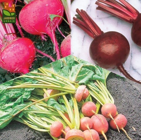 Betterave Mélange Bio