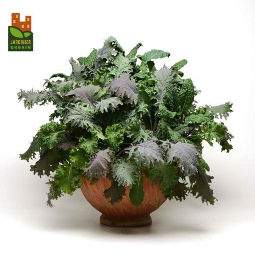  Chou – Kale SimplySalad Storm Mix