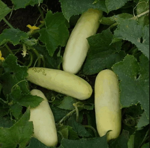  Concombre Martini Blanc F1