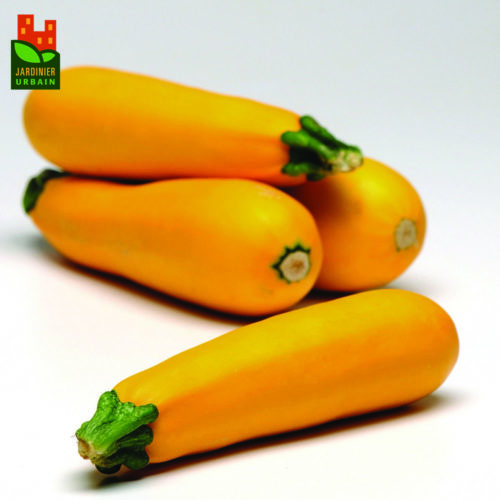  Courge d’été Easy Pick Gold II F1