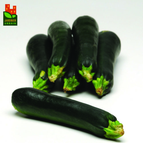  Courge Easy Pick Vert F1