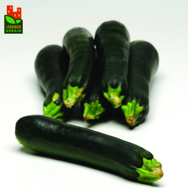 Courge Easy Pick Vert F1