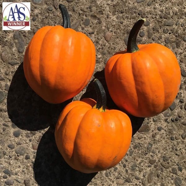 Courge Goldilocks F1 Orange