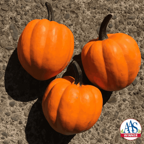  Courge Goldilocks F1 Orange