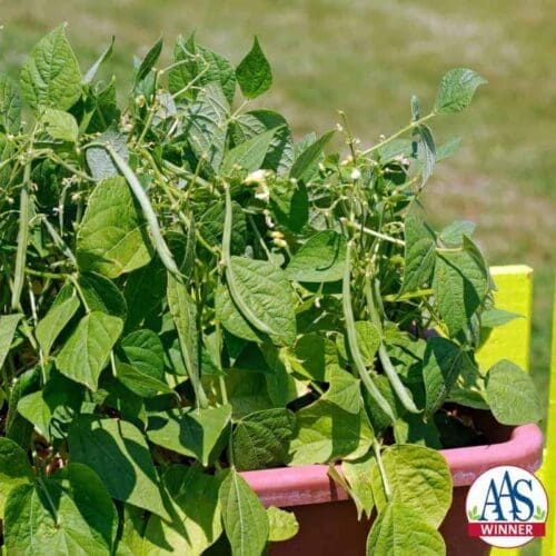  Haricot Mascotte Vert