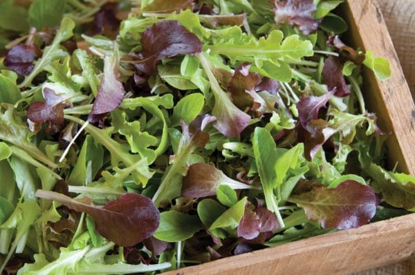 Laitue Mesclun