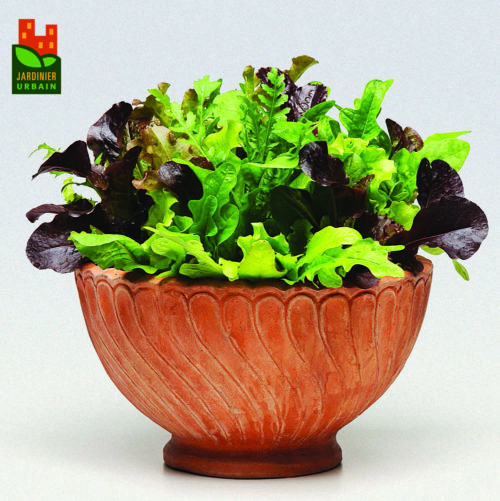  Laitue SimplySalad Alfresco
