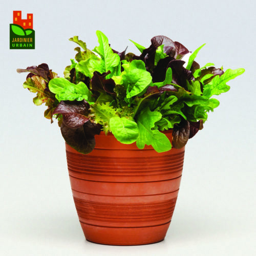  Laitue SimplySalad City Garden
