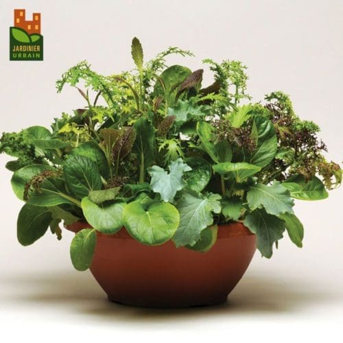  Laitue SimplySalad Wonder Wok