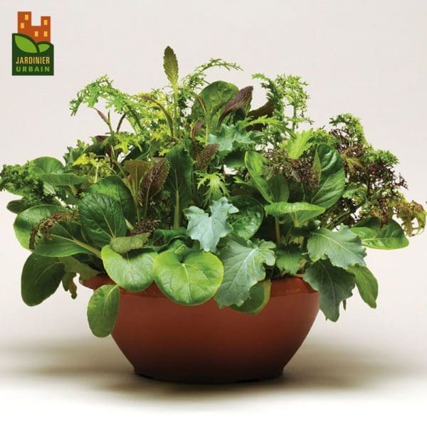 Laitue SimplySalad Wonder Wok