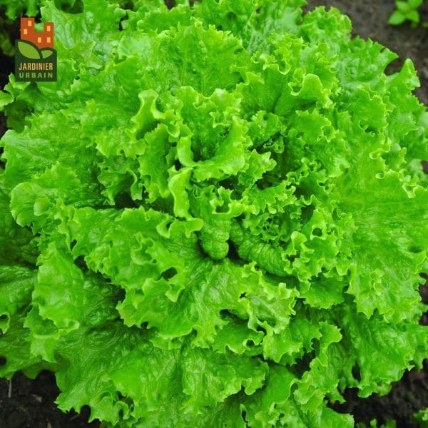 Laitue Bergam's Green