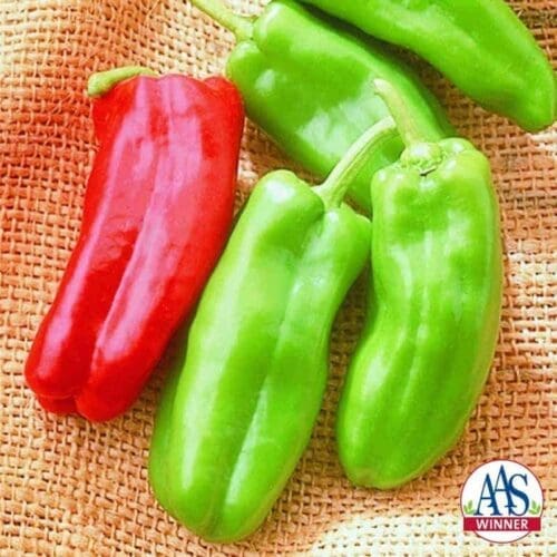  Poivron Giant Marconi F1