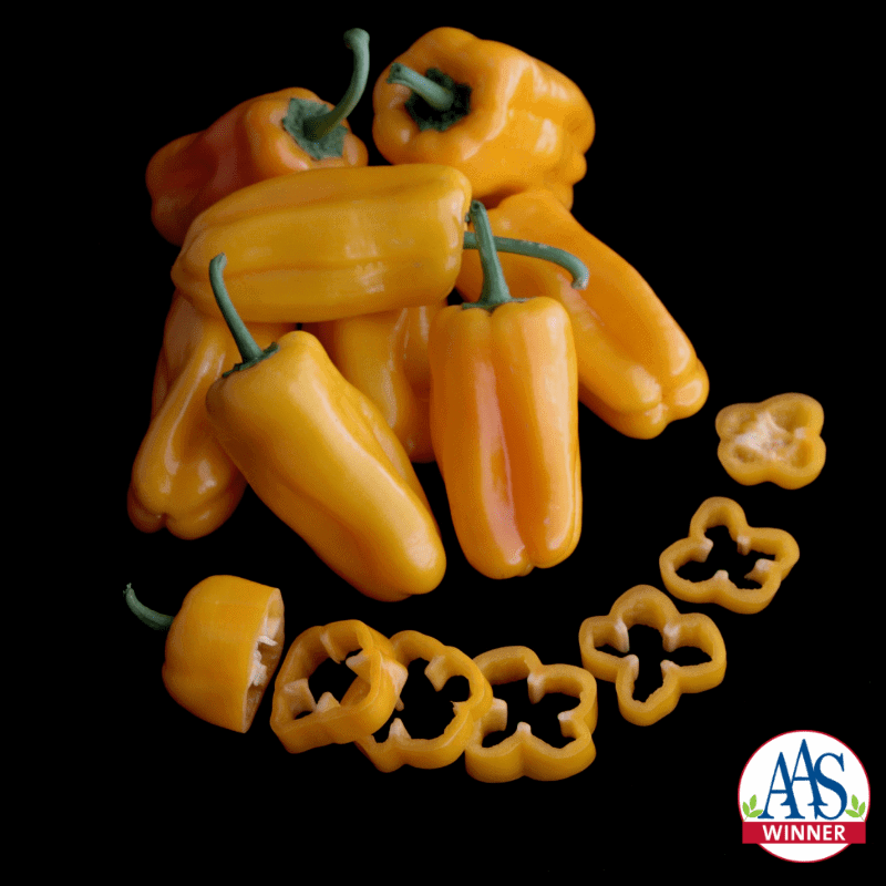 Poivron Just Sweet F1