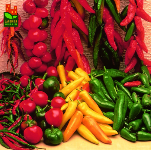  Piment Mélange