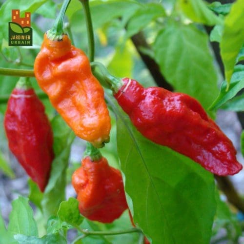  Piment Bhut Jolokia