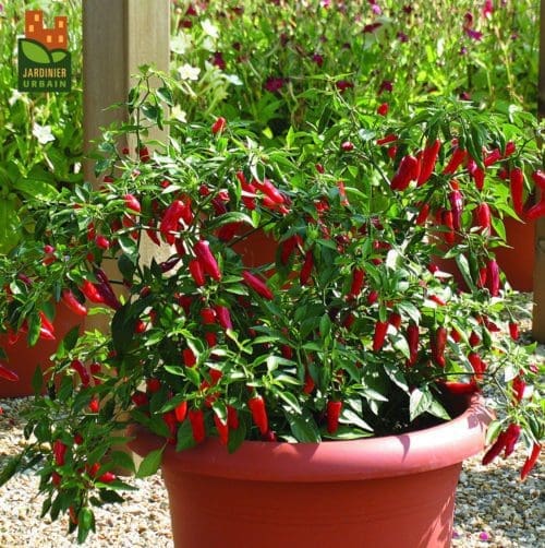  Piment Apache F1 Collection Patio