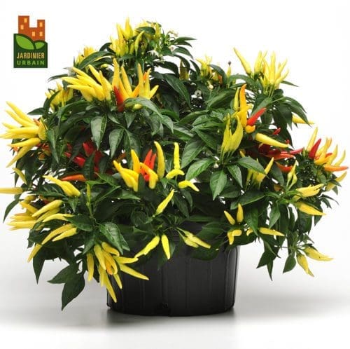  Piment Chilly Chili F1 Collection Patio