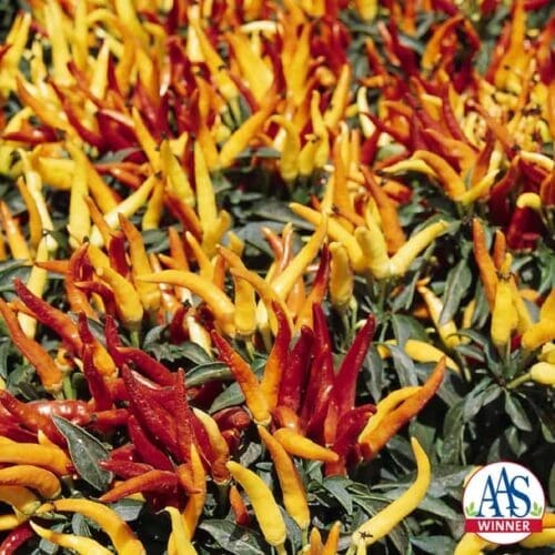  Piment Chilly Chili F1 Collection Patio