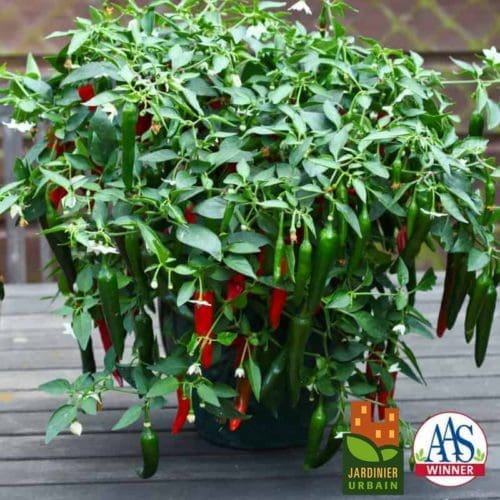  Piment Cayennetta F1 Collection Patio