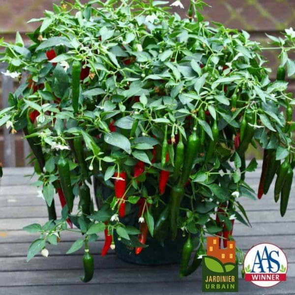 Piment Cayennetta F1 Collection Patio