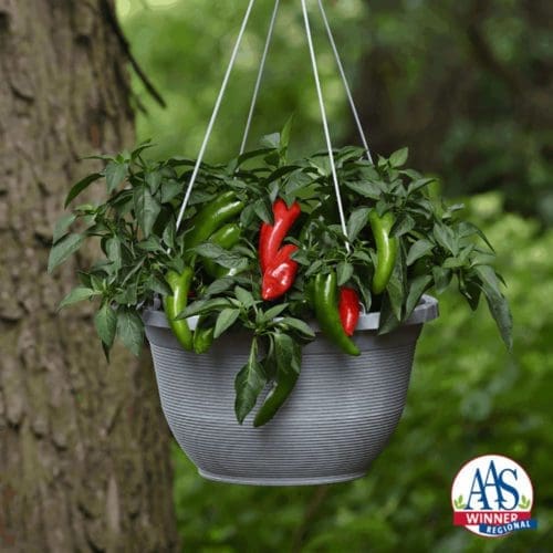 Piment Pot-A-Peno F1