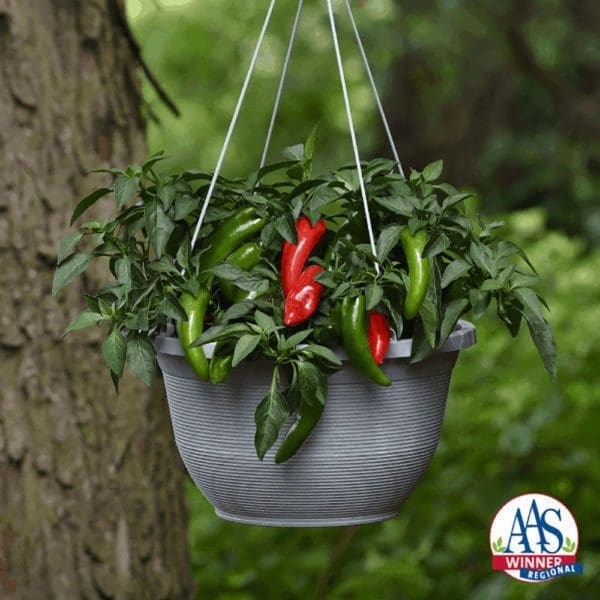 Piment Pot-A-Peno F1
