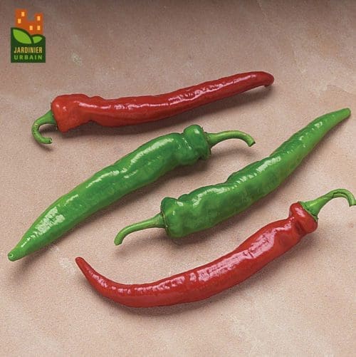  Piment Arapaho F1