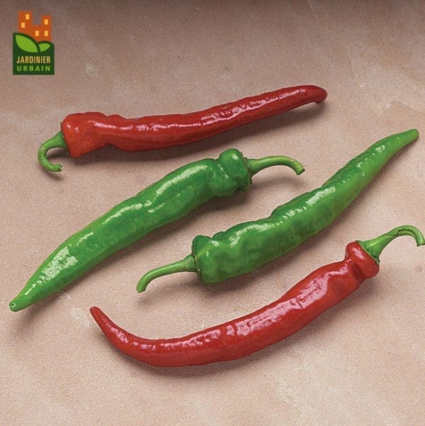 Piment Arapaho F1