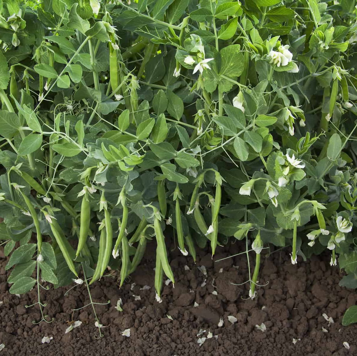 Pois mangetout Snak Hero – Image 2