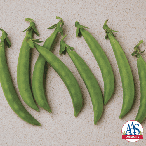  Pois mangetout Snak Hero