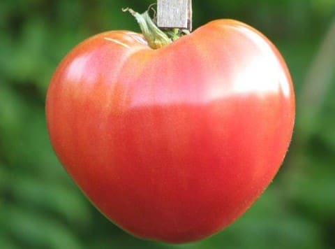 Tomate Cœur De Bœuf – Image 3