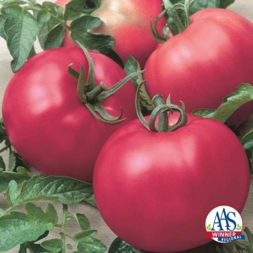  Tomate Chef’s Choice Rose F1