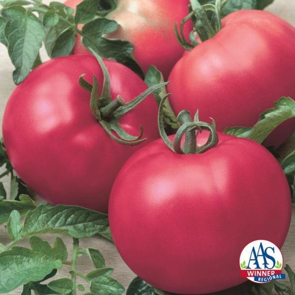 Tomate Chef's Choice Rose F1