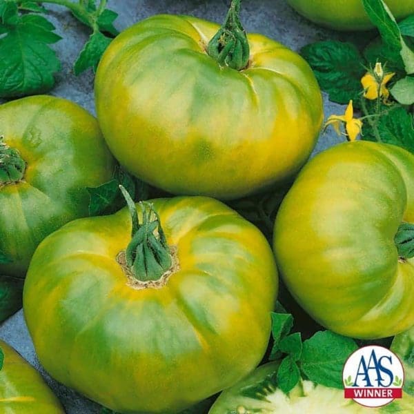 Tomate Chef's Choice Vert F1