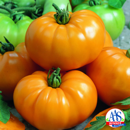  Tomate Chef’s Choice Jaune F1