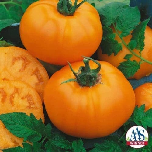  Tomate Chef’s Choice Orange F1