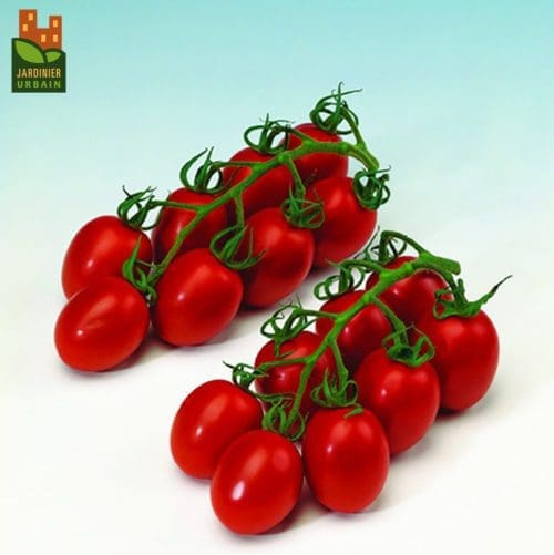  Tomate Granadero F1