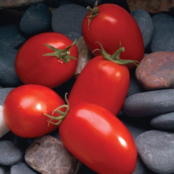 Tomate Mariana F1